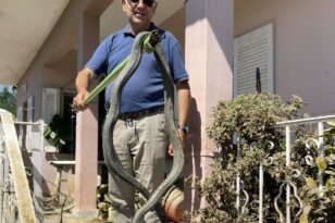 Κακοκαιρία Daniel - Παλαμάς: Βρήκαν φίδι 2,5 μέτρων μέσα στα λασπόνερα