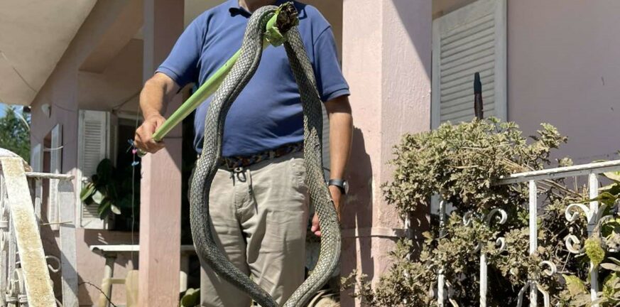 Κακοκαιρία Daniel - Παλαμάς: Βρήκαν φίδι 2,5 μέτρων μέσα στα λασπόνερα