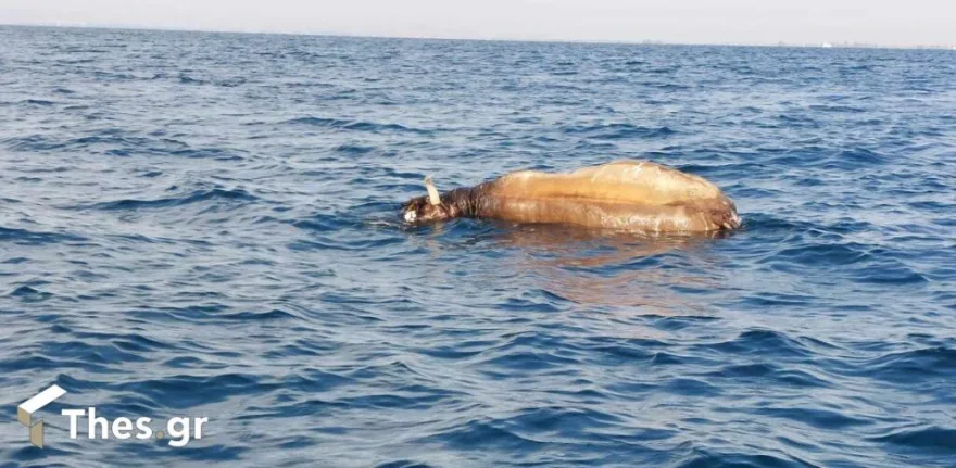 ΑΠΙΣΤΕΥΤΟ: Ψαράδες βρήκαν νεκρή αγελάδα να επιπλέει στον Θερμαϊκό - BINTEO