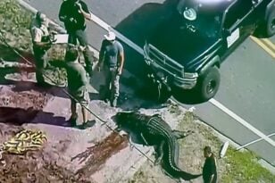 Τρόμος στη Φλόριντα: Τεράστιος αλιγάτορας έκοβε βόλτες με ένα πτώμα στα σαγόνια του – BINTEO