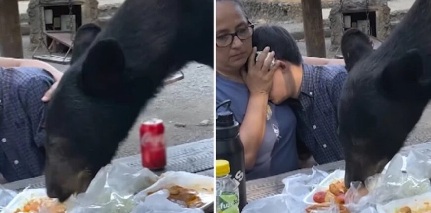 ΒΙΝΤΕΟ Αρκούδα έκανε πικνικ ....με οικογένεια σε πάρκο του Μεξικού