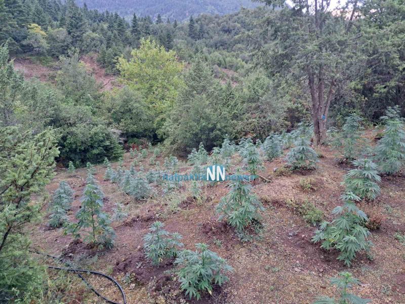 Ναυπακτία: Εντοπίστηκε φυτεία κάνναβης με περισσότερα από 600 δενδρύλλια - ΦΩΤΟ