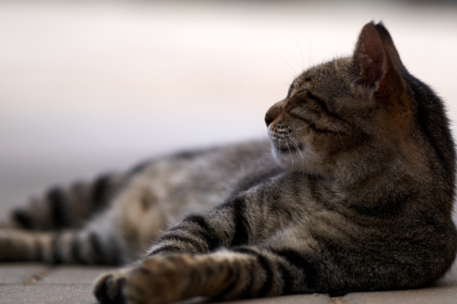 Κτηνωδία:62χρονος σκότωσε γάτα με καλάμι ψαρέματος
