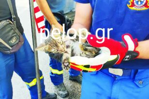 Πάτρα: Σωτήρια επιχείρηση για γατάκι από Πυροσβέστες – Πού είχε κρυφθεί ΦΩΤΟ