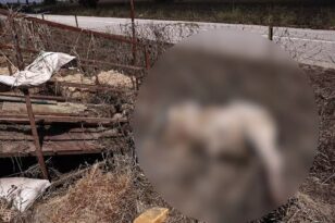 Θεσσαλία: Σε λειτουργία η μονάδα διαχείρισης νεκρών ζώων στη Λάρισα