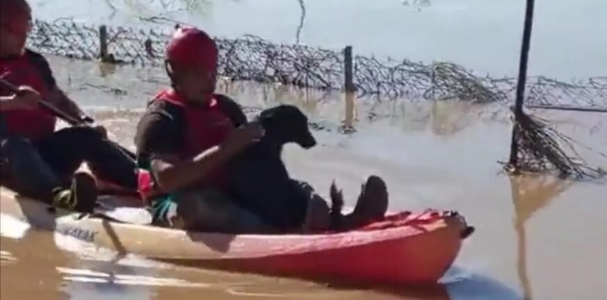 Κακοκαιρία – Θεσσαλία: Η στιγμή που η Πυροσβεστική απεγκλωβίζει ένα σκυλί από την πλημμύρα ΒΙΝΤΕΟ