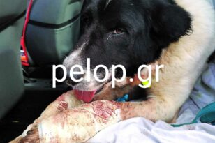 Πάτρα: Φυλάκιση και πρόστιμο για οδηγό που έσερνε σκύλο στο Ακταίο
