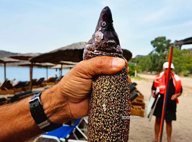 Ναύπλιο: Επικίνδυνη ψαριά για ερασιτέχνη αλιέα - Δείτε τι έπιασε ΦΩΤΟ