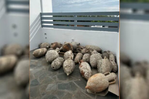 Νάξος: Σε μουσείο είχε μετατρέψει το σπίτι του ένας 53χρονος - Κατείχε παράνομα αρχαία αντικείμενα