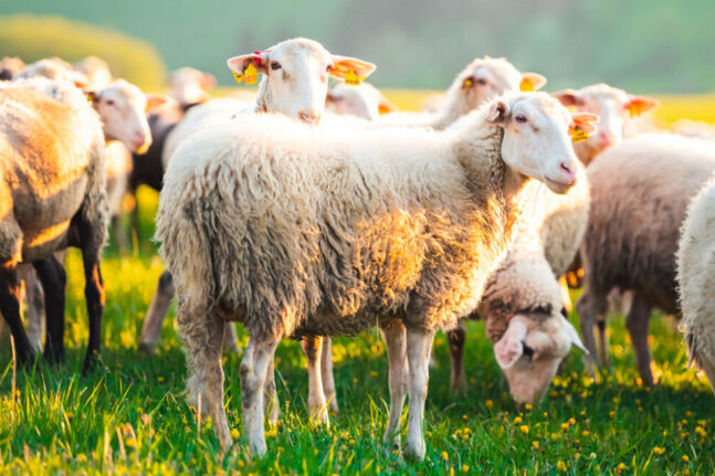 Βόλος: «Τα πρόβατα χοροπηδούσαν πιο ψηλά και από τα κατσίκια» λέει ο αγρότης