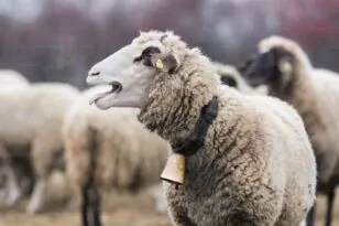 Βόλος: Τα πρόβατα «μαστούρωσαν»... - Έφαγαν 100 κιλά χασίς