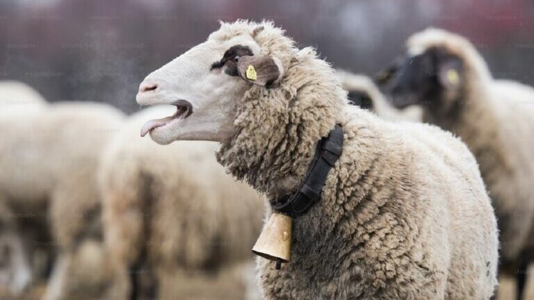 Βόλος: Πρόβατα «μαστούρωσαν»... - Έφαγαν 100 κιλά χασίς