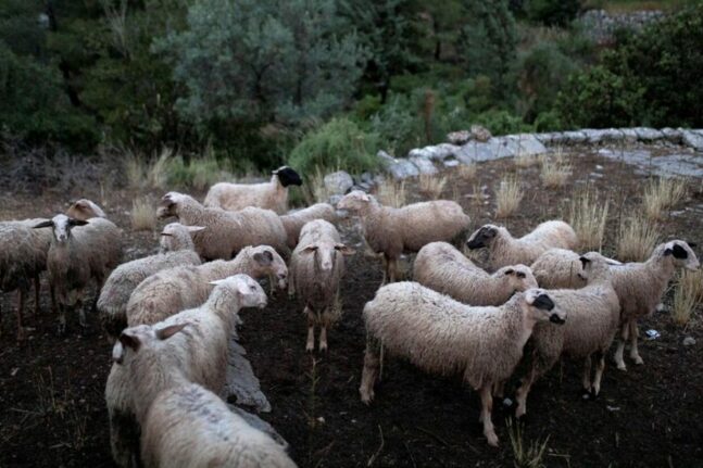 Μαγνησία: «Η μυρωδιά της κάνναβης τράβηξε σαν "μαγνήτης" τα πρόβατα» λέει o γεωπόνος της επιχείρησης-ΦΩΤΟ