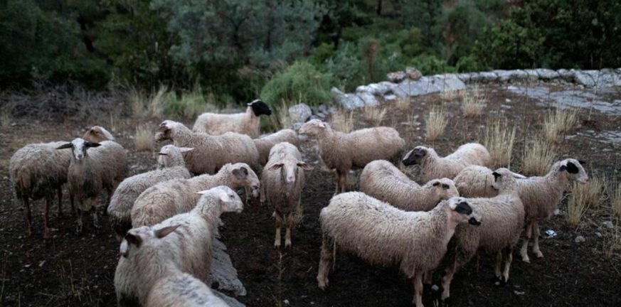Μαγνησία: «Η μυρωδιά της κάνναβης τράβηξε σαν "μαγνήτης" τα πρόβατα» λέει o γεωπόνος της επιχείρησης-ΦΩΤΟ