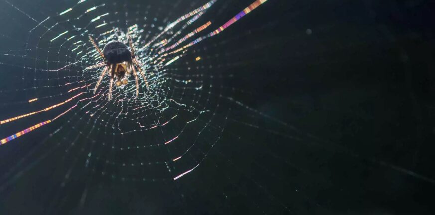 Βραζιλία: «Βάλσαμο» για τη στυτική δυσλειτουργία το δηλητήριο φονικής αράχνης