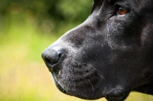 Μήνυση σε οδηγό για κακοποίηση σκύλου – Τον άφησε να τρέχει πίσω από το αυτοκίνητο