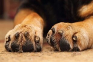 Ωρωπός: Βρέθηκε προφυλακτικό στο στομάχι σκύλου - Υποψίες για κτηνοβασία - Ποιο πρόσωπο αναζητείται