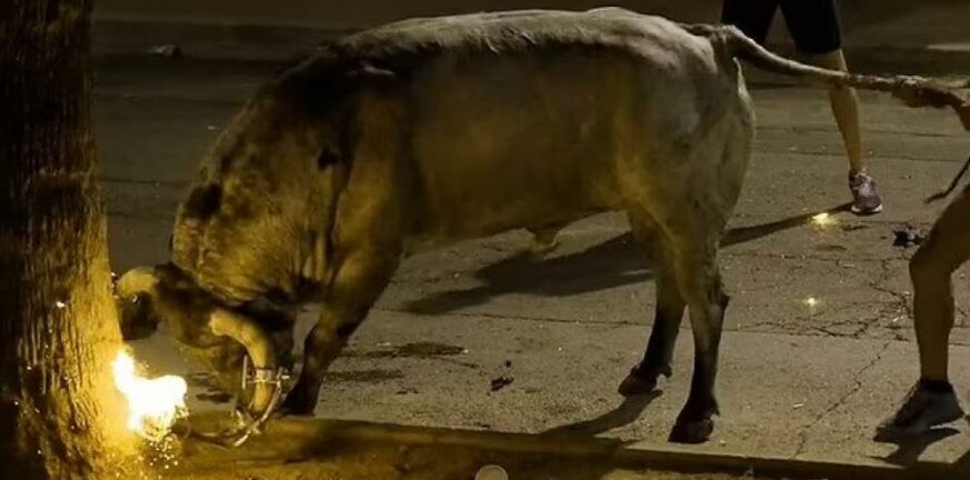 Ισπανία: Έβαλαν φωτιά στα κέρατα ταύρου και τον γύριζαν στους δρόμους