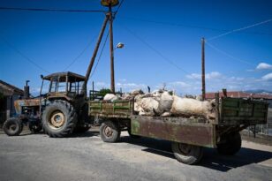 Αγώνας για την περισυλλογή των νεκρών ζώων στη Θεσσαλία: Δύσκολη η αποστολή - Μεγάλος ο κίνδυνος για την υγεία