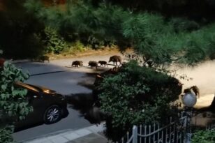 Θεσσαλονίκη: Κοπάδι 20 αγριογούρουνων έκανε βόλτα ανάμεσα στα σπίτια στα ανατολικά της πόλης