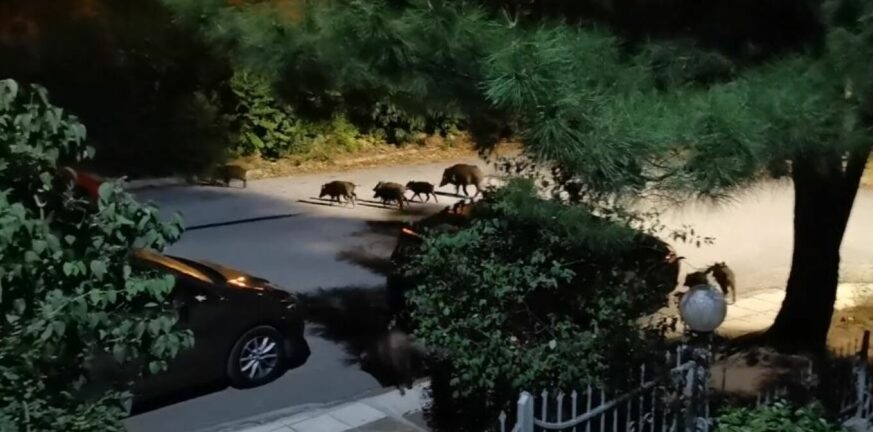 Θεσσαλονίκη: Κοπάδι 20 αγριογούρουνων έκανε βόλτα ανάμεσα στα σπίτια στα ανατολικά της πόλης
