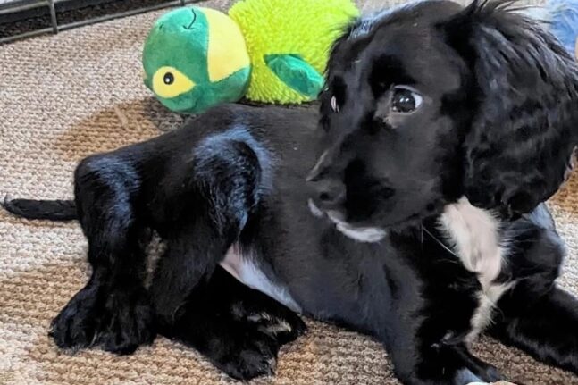Σκυλάκι γεννήθηκε με 6 πόδια και το εγκατέλειψαν - Ερανος για να γίνει επέμβαση