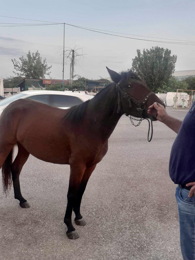 Αγρίνιο: Αφηνιασμένο άλογο σε πολυσύχναστο δρόμο λίγο έλειψε να προκαλέσει ατύχημα - ΦΩΤΟ