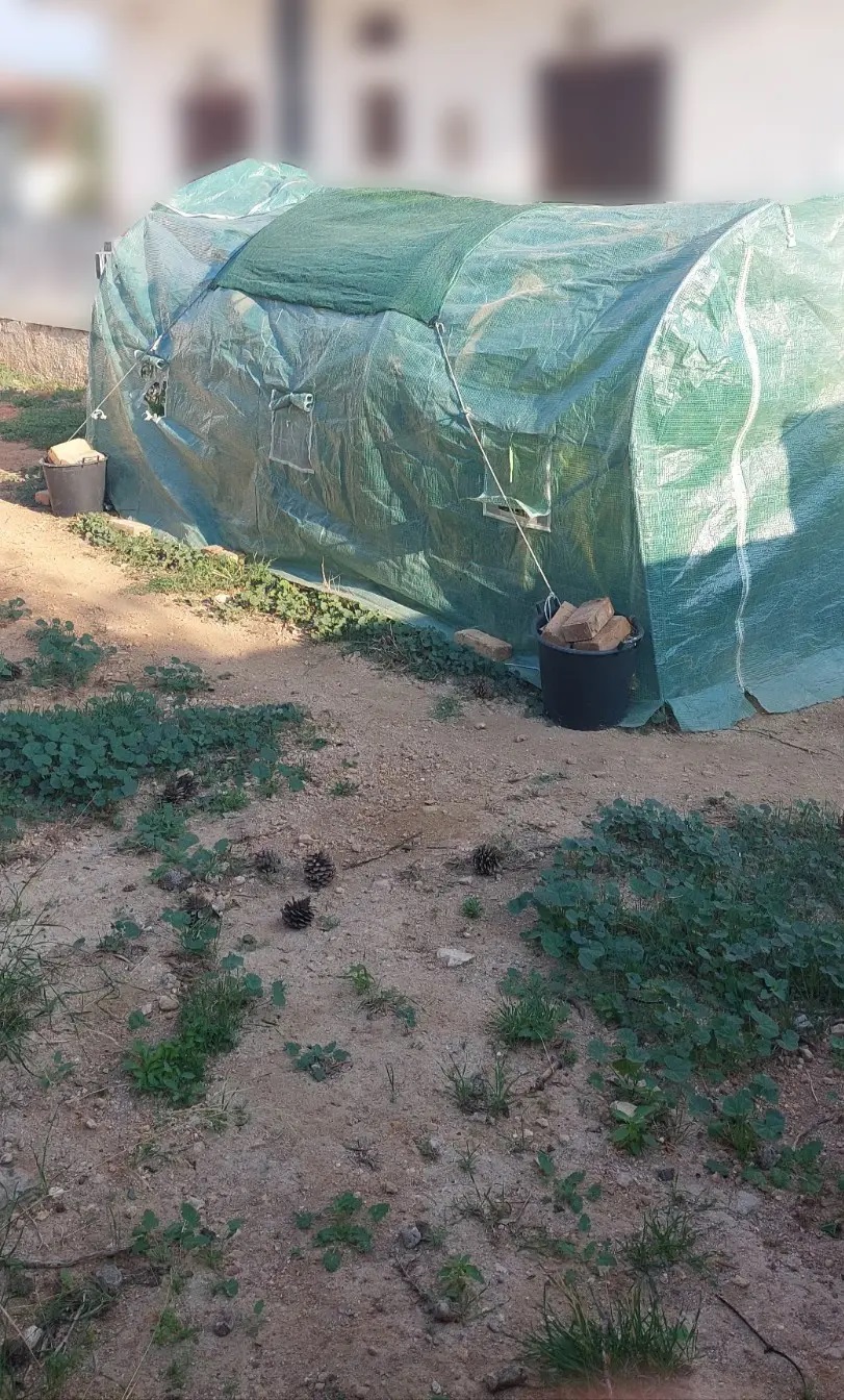 Αίγινα: Είχε θερμοκήπιο με κάνναβη στην αυλή του σπιτιού του