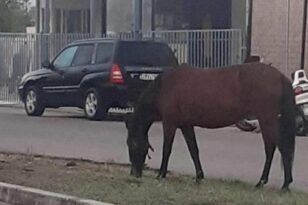 Αγρίνιο: Αφηνιασμένο άλογο σε πολυσύχναστο δρόμο λίγο έλειψε να προκαλέσει ατύχημα - ΦΩΤΟ