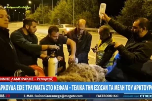 Κερδίζει τη «μάχη» η αρκούδα που χτυπήθηκε από αυτοκίνητο στην Κοζάνη – Βελτιώνεται η υγεία της BINTEO