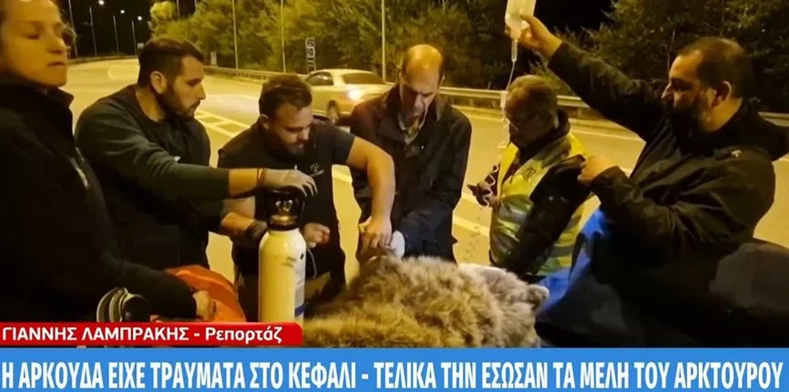 Κερδίζει τη «μάχη» η αρκούδα που χτυπήθηκε από αυτοκίνητο στην Κοζάνη – Βελτιώνεται η υγεία της BINTEO