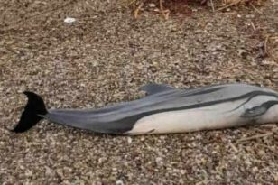 Νεκρό δελφίνι στην παραλία Ρίου στην Πάτρα