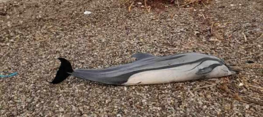 Νεκρό δελφίνι στην παραλία Ρίου στην Πάτρα