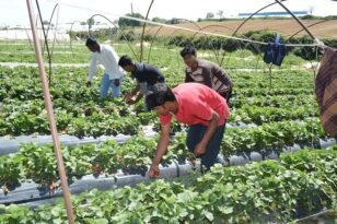 Ερχονται εκατοντάδες νόμιμοι εργάτες γης - 600 αιτήματα στην Αχαΐα - Περισσότερα σε άλλους νομούς