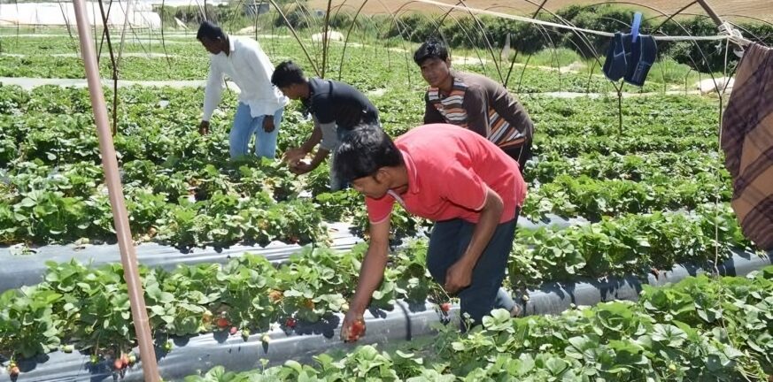 Ερχονται εκατοντάδες νόμιμοι εργάτες γης - 600 αιτήματα στην Αχαΐα - Περισσότερα σε άλλους νομούς