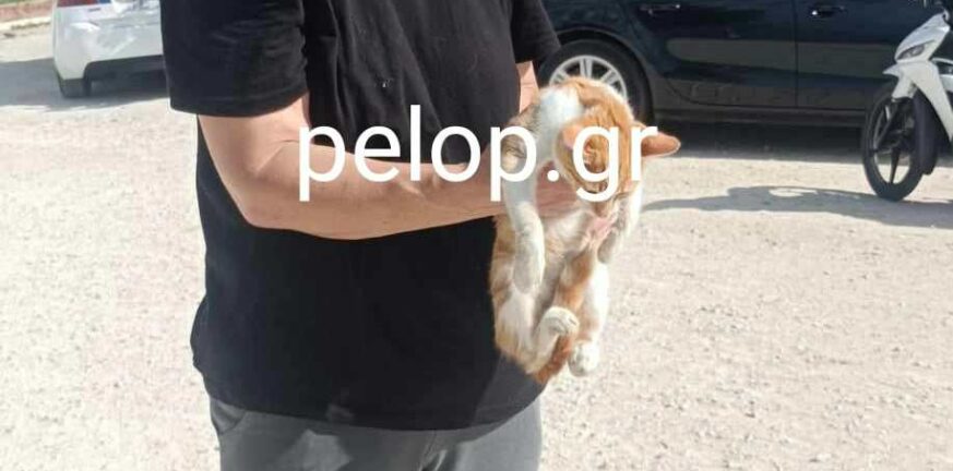 Πάτρα: Εξόντωσαν μαζικά γάτες στα Μποζαϊτικα! ΦΩΤΟ