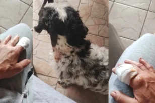 Ηγουμενίτσα: Γυναίκα δέχθηκε επίθεση από πιτ μπουλ - Τραυμάτισε την ίδια και το σκυλάκι της