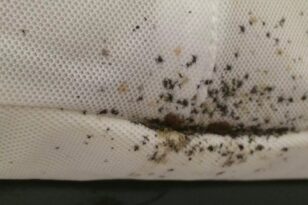 Κοριοί: Συχνές ερωτήσεις και απαντήσεις για τα έντομα που τρέφονται με αίμα – Πώς τα αντιμετωπίζουμε