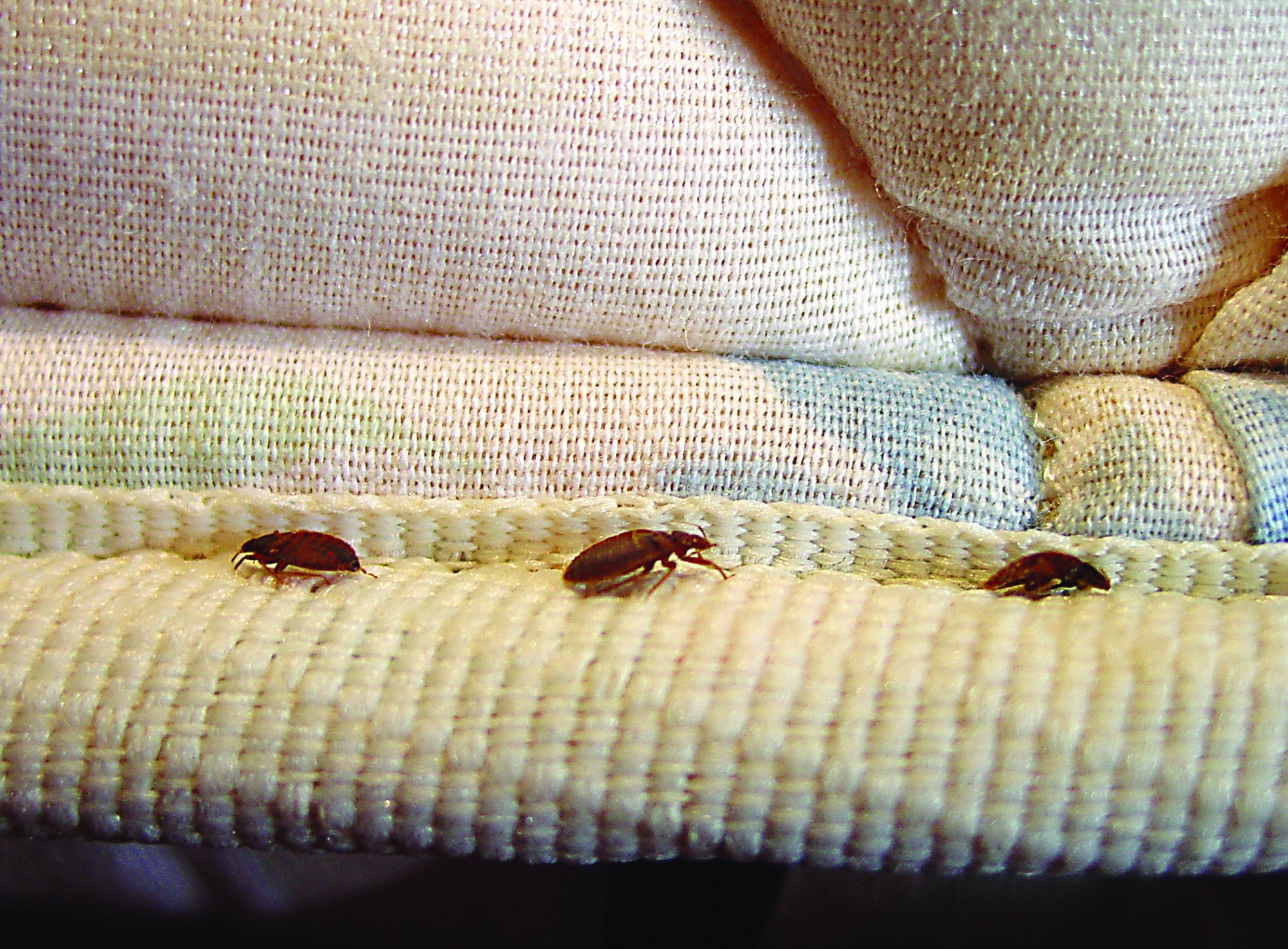 Brussels: Bed bugs were found in a student residence |  World: News and News from around the World
 – 2024-03-20 00:27:17