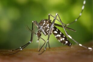 Σε επιφυλακή η Περιφέρεια Αττικής γιατί αυξάνονται τα κουνούπια τίγρης - Οδηγίες για να προστατευτείτε