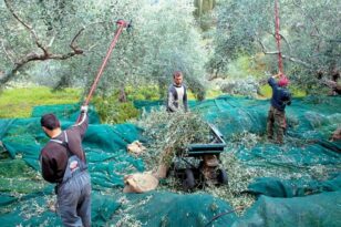 Μειωμένη κατά 80% φέτος η παραγωγή ελαιοκάρπου - Μαζεύουν ελιές με το νου σε κλοπές