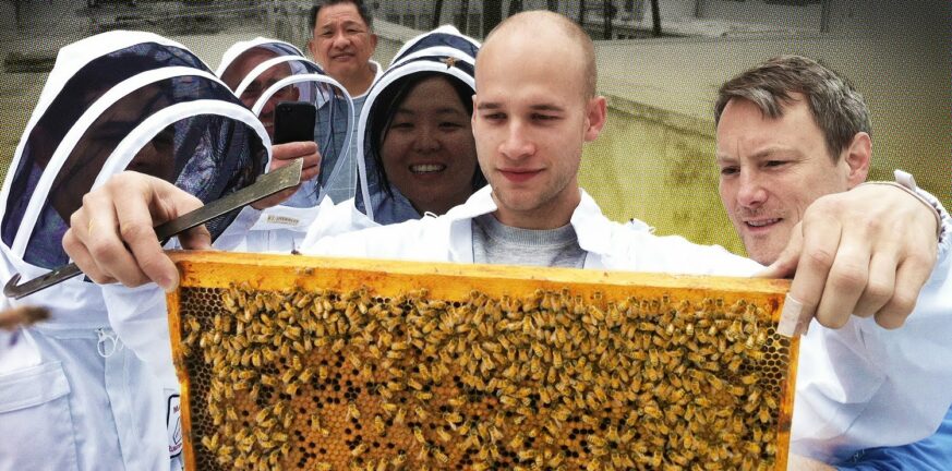 ΔΥΠΑ: Νέο πρόγραμμα κατάρτισης στη μελισσοκομία - Συνεργασία με το ΚΕΘΕΑ Ήπειρος