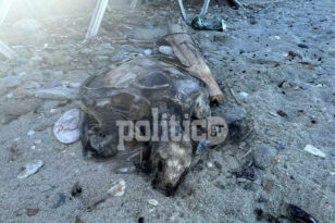 Νεκρή θαλάσσια χελώνα στη Χαλκιδική - Ξεβράστηκε σε παραλία