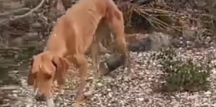 Χαλκιδική: Έδεσε σύρμα στην κοιλιά σκύλου για να σέρνει τενεκεδάκι – Βίντεο ντροπής και φρίκης