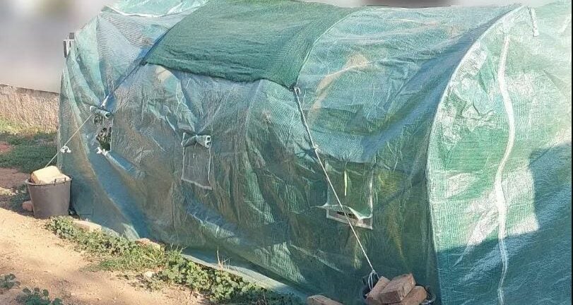 Αίγινα: Είχε θερμοκήπιο με κάνναβη στην αυλή του σπιτιού του