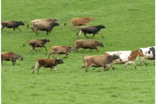 Σκωτία: Βρέθηκε κρούσμα της νόσου των τρελών αγελάδων σε αγρόκτημα