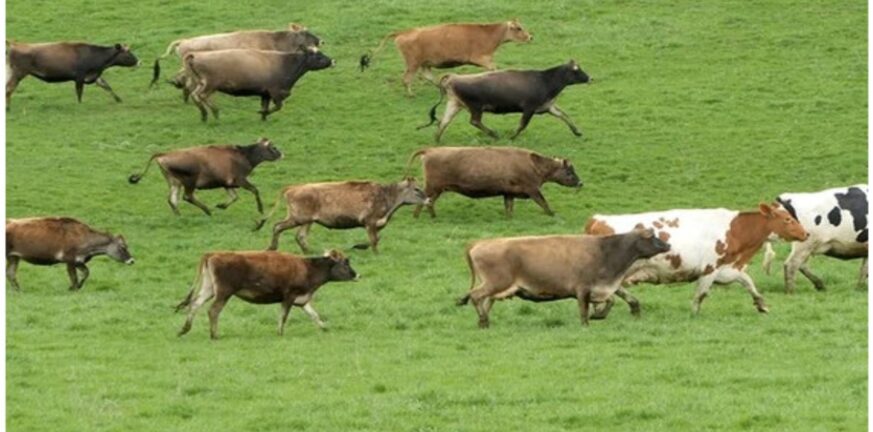 Μύκονος: «Η αγελάδα βγήκε από το χωράφι και μας χτύπησε» - Χωρίς επίβλεψη τα ζώα