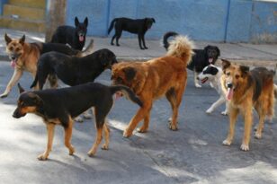 Σκύλος δάγκωσε πολίτη στην Ακράτα - Υπάρχουν αρκετά αδέσποτα που τα παρατούν παραθεριστές
