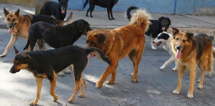 Σκύλος δάγκωσε πολίτη στην Ακράτα - Υπάρχουν αρκετά αδέσποτα που τα παρατούν παραθεριστές