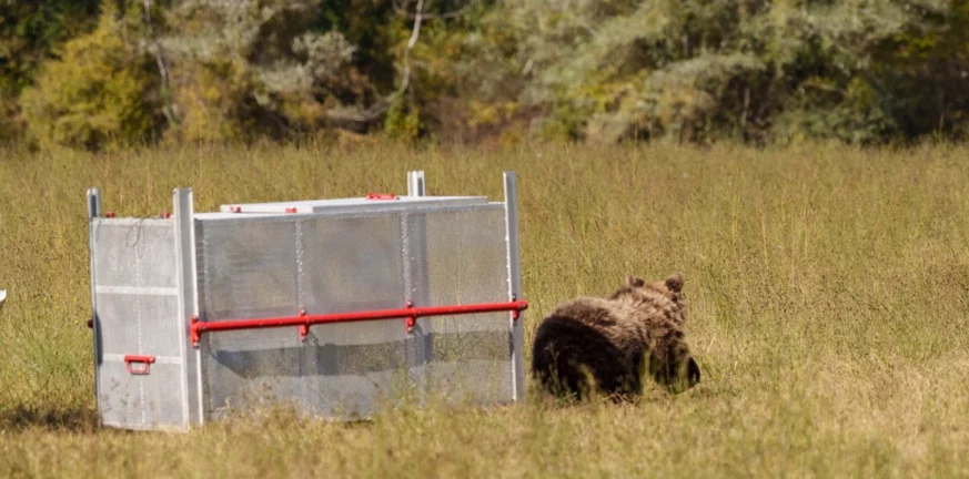 Κοζάνη: Επέστρεψε στο δάσος νεαρή αρκούδα που τραυματίστηκε σε τροχαίο στην Κοζάνη - ΒΙΝΤΕΟ